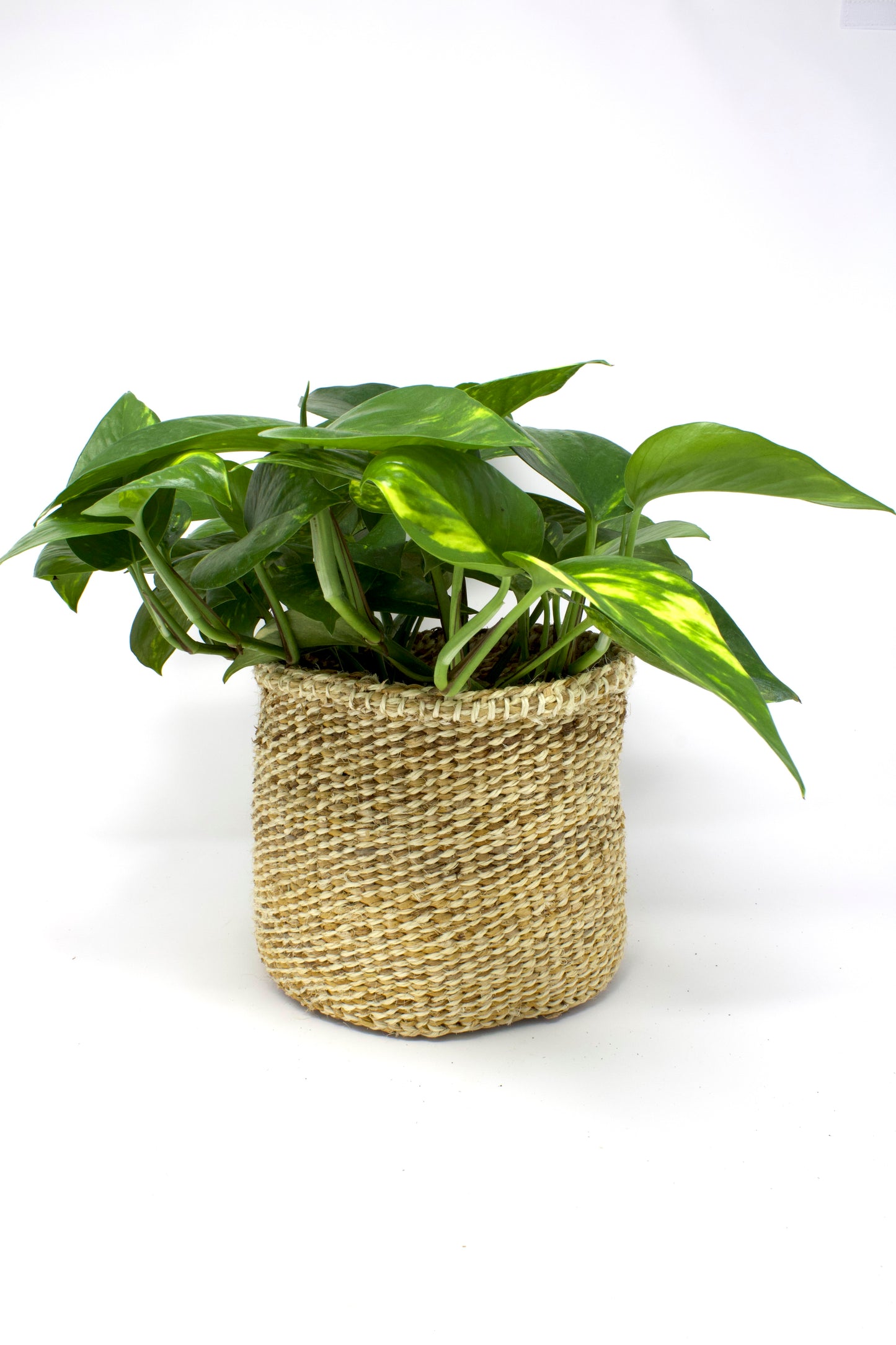 Amsha Banana Leaf Planter Baskets