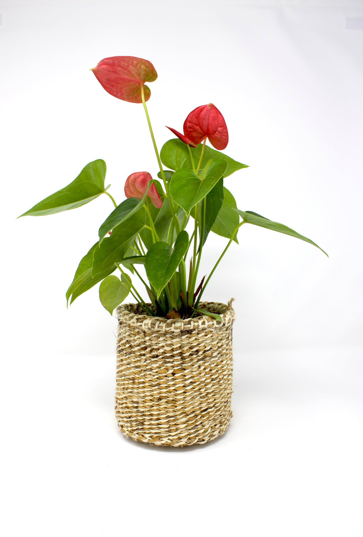 Amsha Banana Leaf Planter Baskets